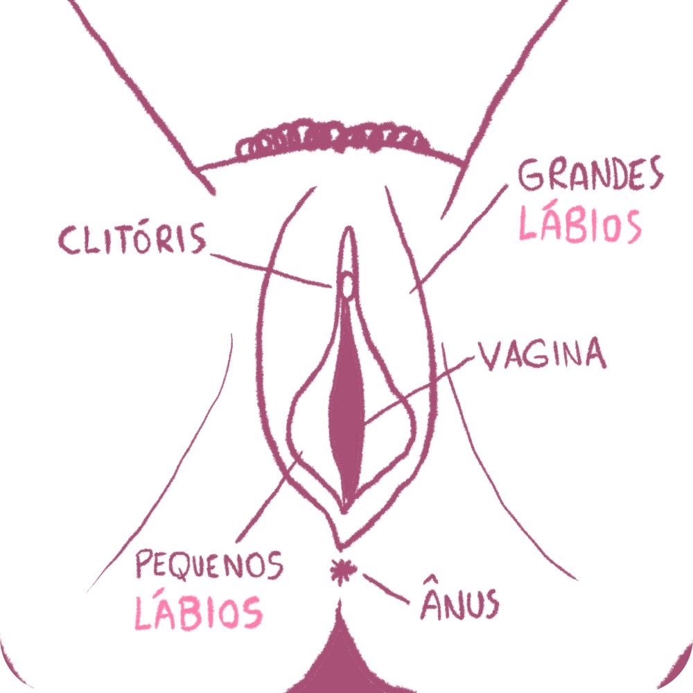 Anatomia e zonas erógenas da mulher