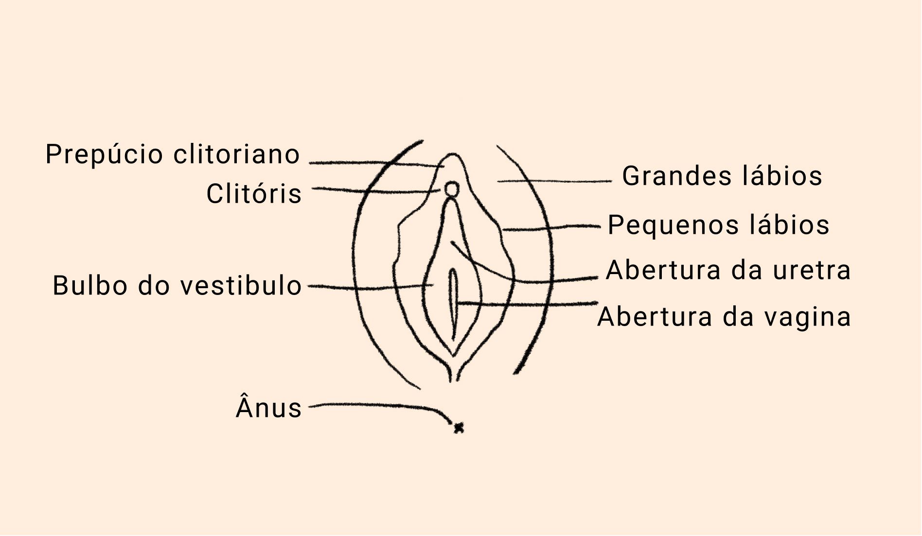 Anatomia da Vulva