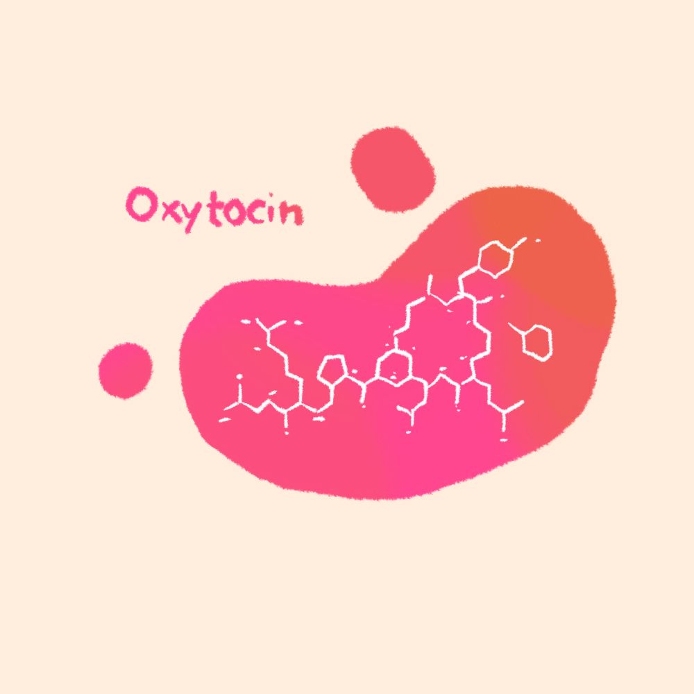 O que é ocitocina, o hormônio do amor?